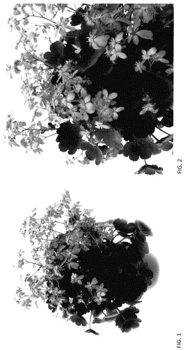 Figure 1 of US plant patent PP34830, the photograph of SH 1925 printed in the patent.