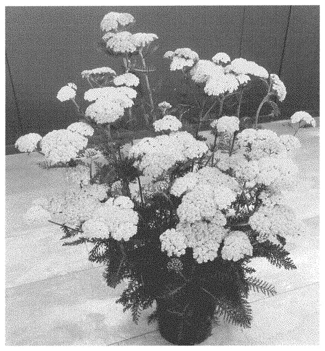 Figure 1 of US plant patent PP34831, the photograph of Bosachskyye printed in the patent.