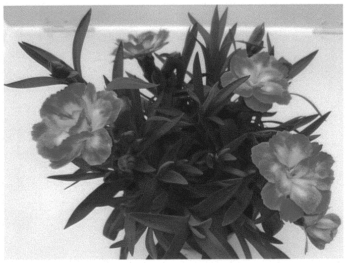 Figure 1 of US plant patent PP34832, the photograph of KLEDP22470 printed in the patent.