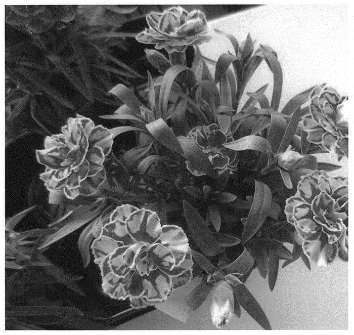Figure 1 of US plant patent PP34833, the photograph of KLEDP22471 printed in the patent.