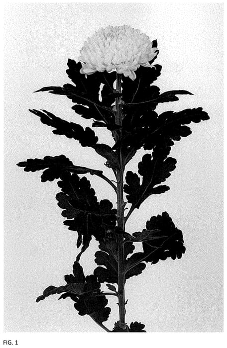 Figure 1 of US plant patent PP34834, the photograph of DLFOLGA2 printed in the patent.