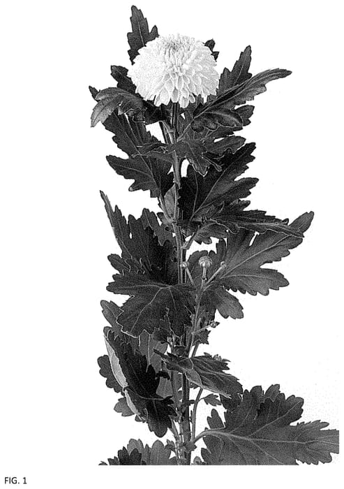 Figure 1 of US plant patent PP34835, the photograph of DLFAVAT3 printed in the patent.