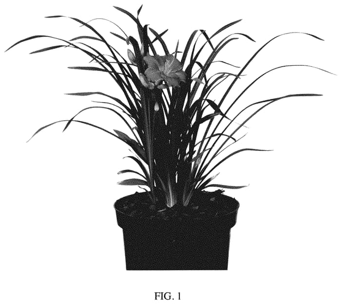 Figure 1 of US plant patent PP34836, the photograph of VER00330 printed in the patent.
