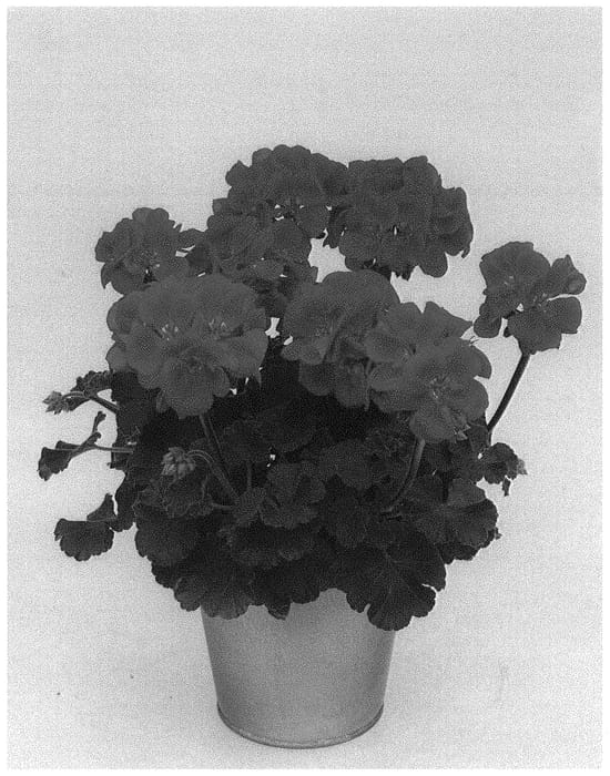Figure 1 of US plant patent PP34837, the photograph of KLEPZ21596 printed in the patent.