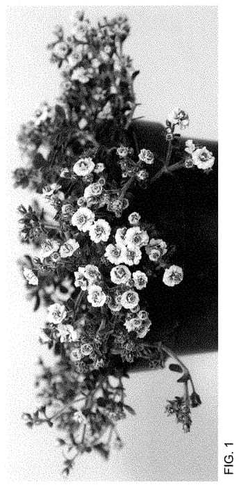 Figure 1 of US plant patent PP34838, the photograph of JEGYPCEPLE printed in the patent.
