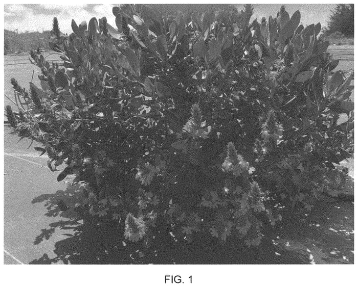 Figure 1 of US plant patent PP34839, the photograph of Luedansca printed in the patent.