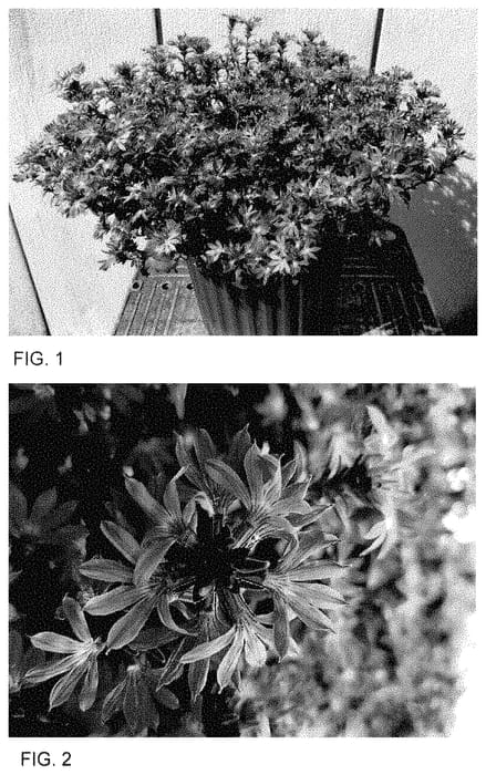 Figure 1 of US plant patent PP34840, the photograph of Bonsc 16100 printed in the patent.