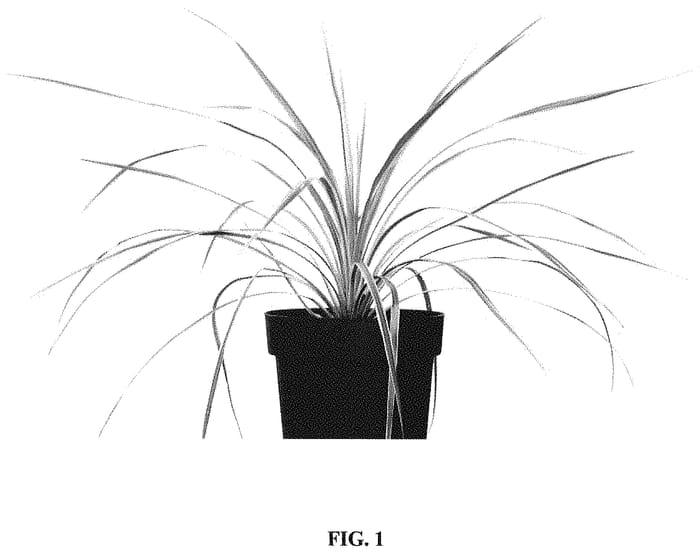 Figure 1 of US plant patent PP34841, the photograph of ALCORLIPA printed in the patent.