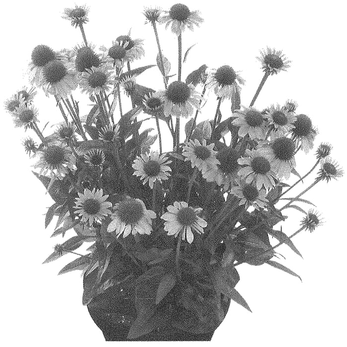 Figure 1 of US plant patent PP34842, the photograph of Hilmoomotiv printed in the patent.