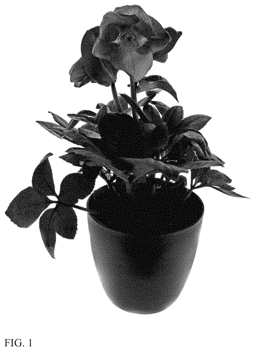 Figure 1 of US plant patent PP34843, the photograph of HL 1012 printed in the patent.
