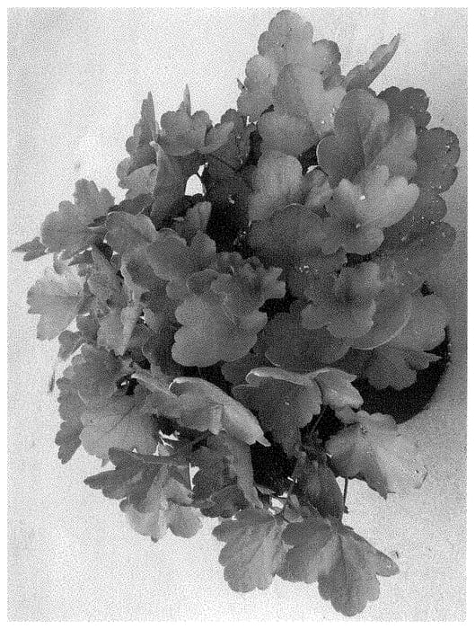 Figure 1 of US plant patent PP34844, the photograph of DOHEURGABERU printed in the patent.