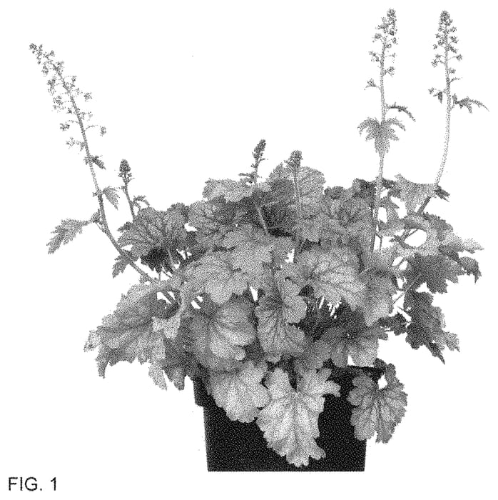 Figure 1 of US plant patent PP34845, the photograph of IFHESBS printed in the patent.