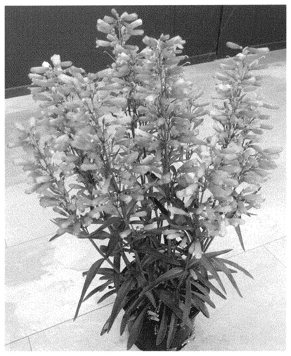Figure 1 of US plant patent PP34846, the photograph of Dopensprislip printed in the patent.
