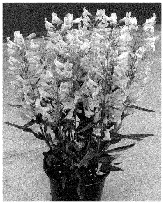Figure 1 of US plant patent PP34847, the photograph of Dopensprisprim printed in the patent.