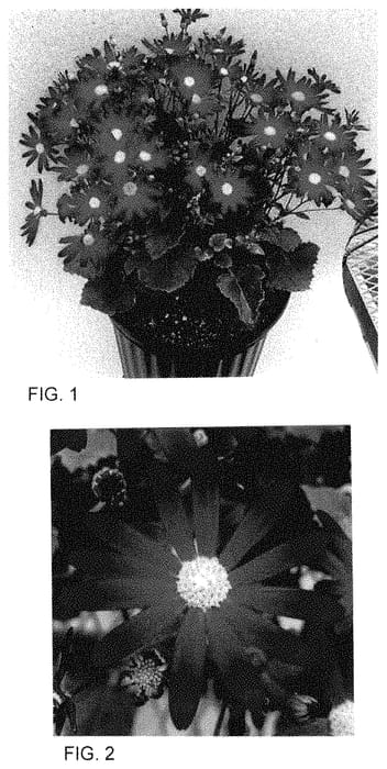 Figure 1 of US plant patent PP34849, the photograph of Sene Toyohare printed in the patent.