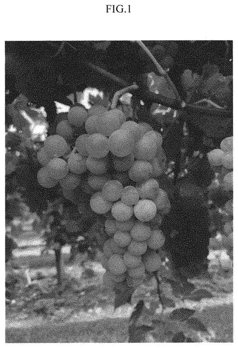 Figure 1 of US plant patent PP34850, the photograph of Indulgence printed in the patent.
