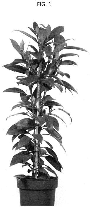 Figure 1 of US plant patent PP34851, the photograph of ESPE2007 printed in the patent.