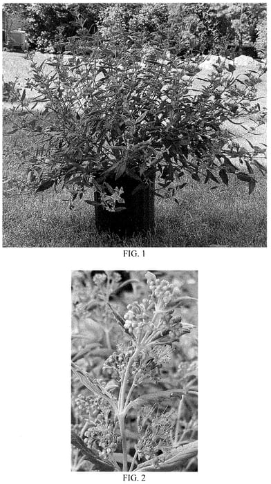 Figure 1 of US plant patent PP34852, the photograph of Emerald Crest printed in the patent.