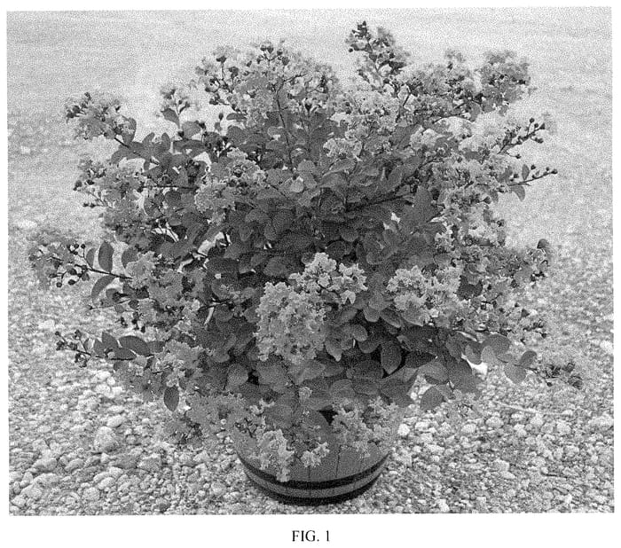 Figure 1 of US plant patent PP34853, the photograph of JBG 19013 printed in the patent.