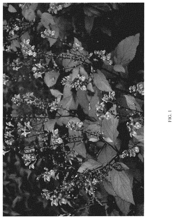 Figure 1 of US plant patent PP34854, the photograph of APPALACHIAN BLUES printed in the patent.