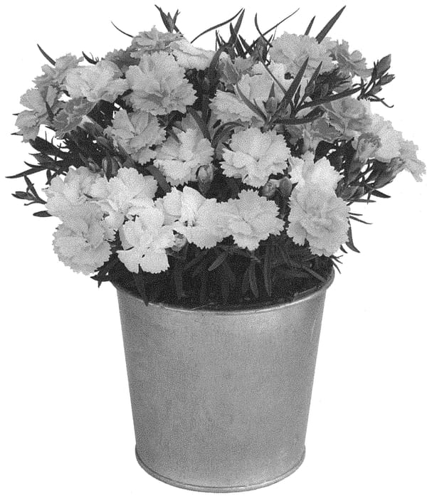 Figure 1 of US plant patent PP34855, the photograph of KLEDG20339 printed in the patent.