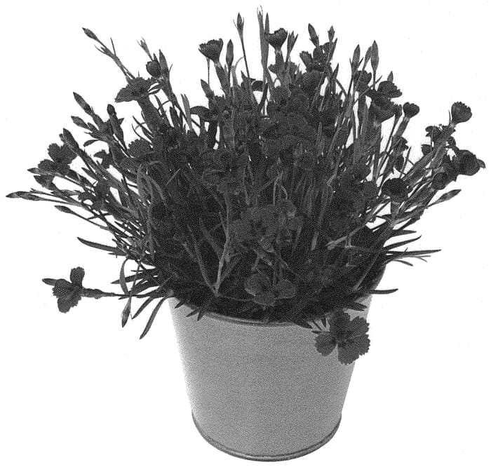 Figure 1 of US plant patent PP34856, the photograph of KLEDG21338 printed in the patent.