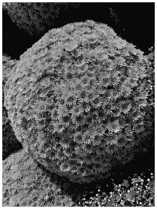 Figure 1 of US plant patent PP34857, the photograph of G23BAO08VL printed in the patent.