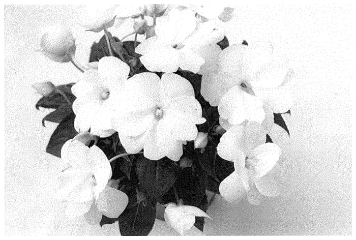 Figure 1 of US plant patent PP34858, the photograph of KLENI21180 printed in the patent.