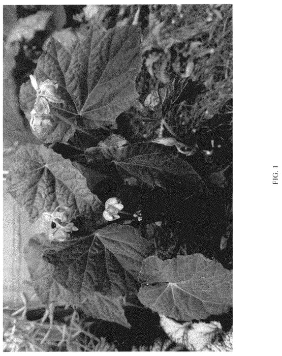 Figure 1 of US plant patent PP34859, the photograph of Dark Side of the Moon printed in the patent.