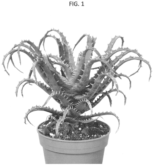 Figure 1 of US plant patent PP34861, the photograph of MOBAL 33 printed in the patent.