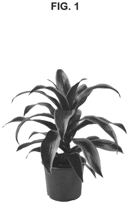 Figure 1 of US plant patent PP34862, the photograph of LIMÓN printed in the patent.