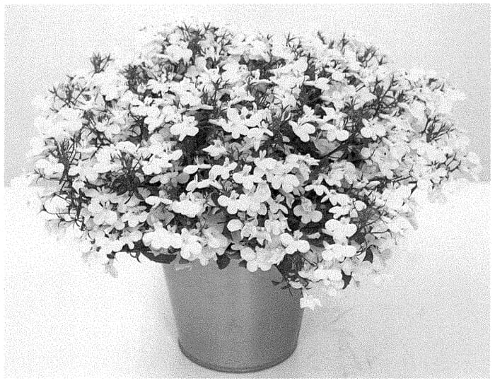 Figure 1 of US plant patent PP34863, the photograph of KLELE21019 printed in the patent.