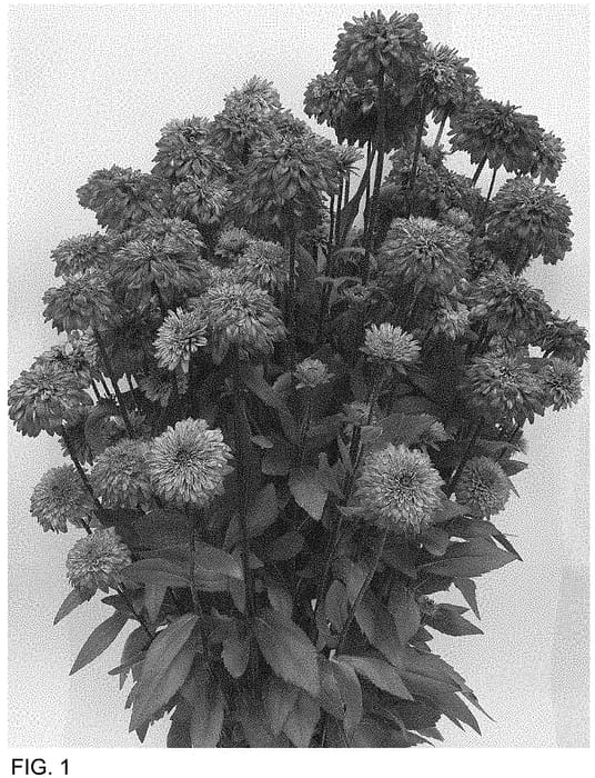 Figure 1 of US plant patent PP34864, the photograph of ET RDB 801 printed in the patent.