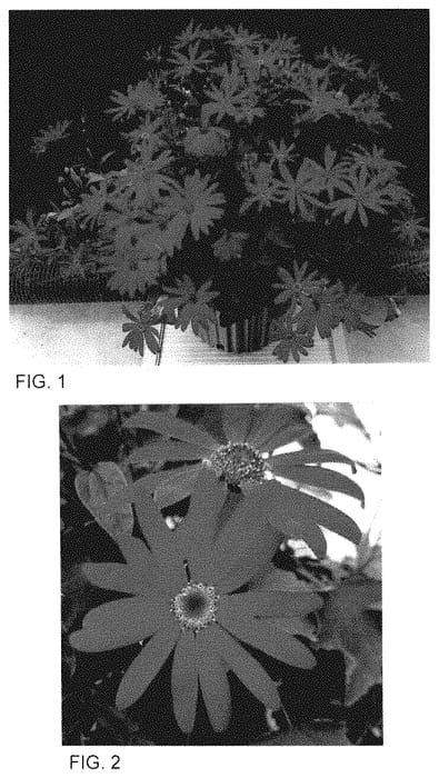 Figure 1 of US plant patent PP34865, the photograph of Sene Igonina printed in the patent.