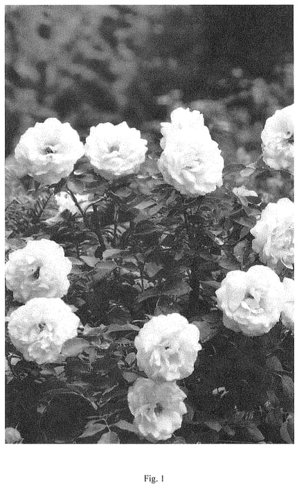 Figure 1 of US plant patent PP34866, the photograph of BOZFRA121 printed in the patent.
