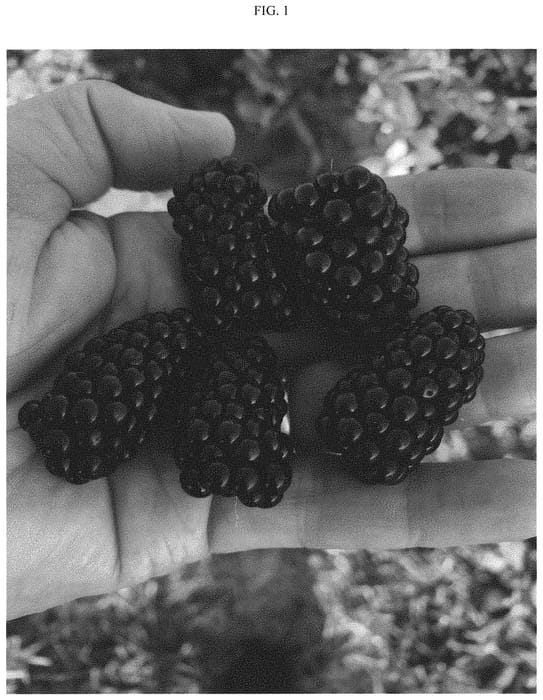 Figure 1 of US plant patent PP34867, the photograph of APF-268 printed in the patent.