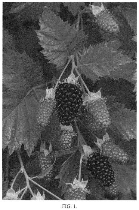 Figure 1 of US plant patent PP34868, the photograph of Zodiac printed in the patent.