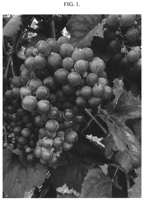 Figure 1 of US plant patent PP34869, the photograph of Dazzle printed in the patent.