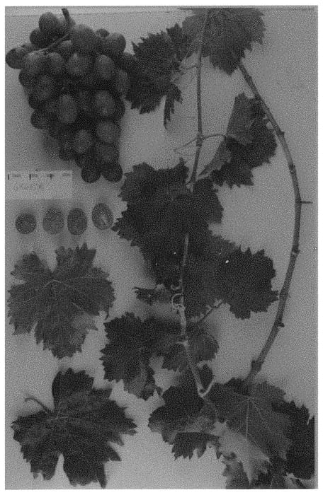 Figure 1 of US plant patent PP34870, the photograph of Sugra61 printed in the patent.
