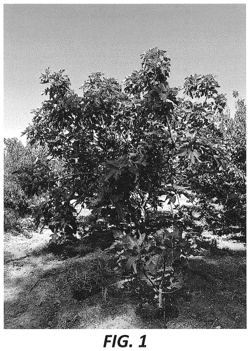 Figure 1 of US plant patent PP34871, the photograph of S-54 printed in the patent.