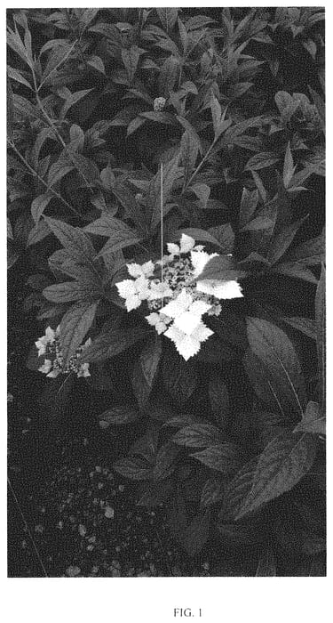 Figure 1 of US plant patent PP34872, the photograph of TMHY18-1 printed in the patent.