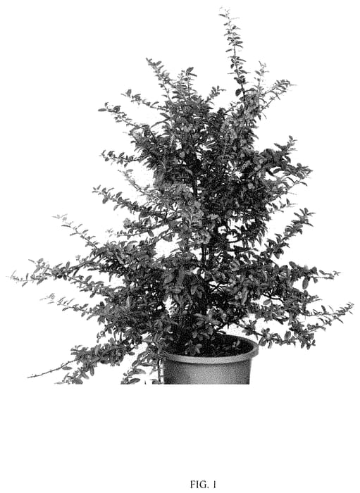 Figure 1 of US plant patent PP34873, the photograph of Orange Star printed in the patent.