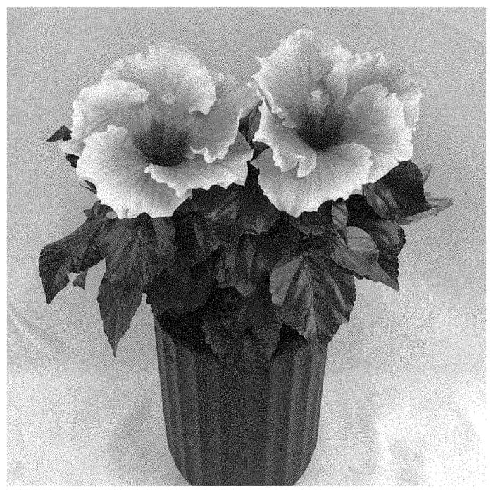 Figure 1 of US plant patent PP34874, the photograph of HQ297 printed in the patent.