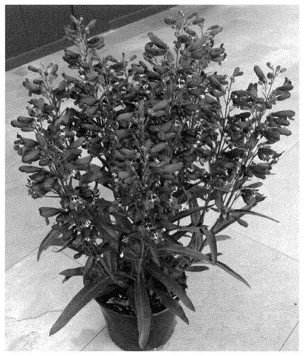 Figure 1 of US plant patent PP34875, the photograph of Dopensprinig printed in the patent.