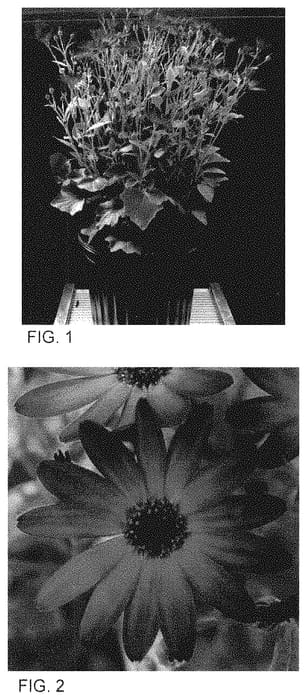 Figure 1 of US plant patent PP34876, the photograph of Sene Isiyore printed in the patent.