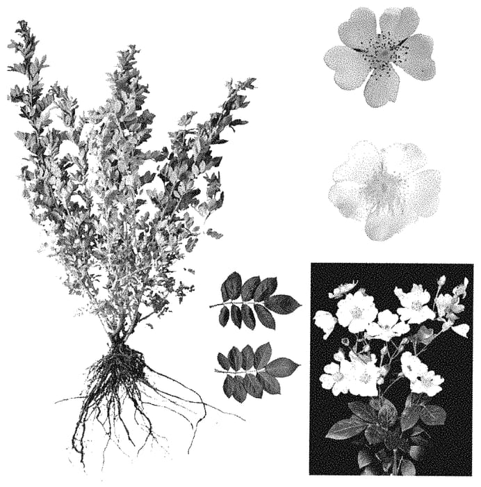 Figure 1 of US plant patent PP34877, the photograph of ESM P023 printed in the patent.
