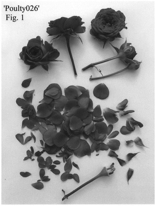 Figure 1 of US plant patent PP34878, the photograph of Poulty026 printed in the patent.
