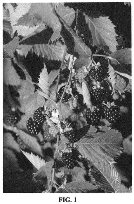 Figure 1 of US plant patent PP34880, the photograph of Celestial printed in the patent.