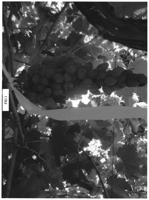 Figure 1 of US plant patent PP34881, the photograph of SV35-186-427 printed in the patent.