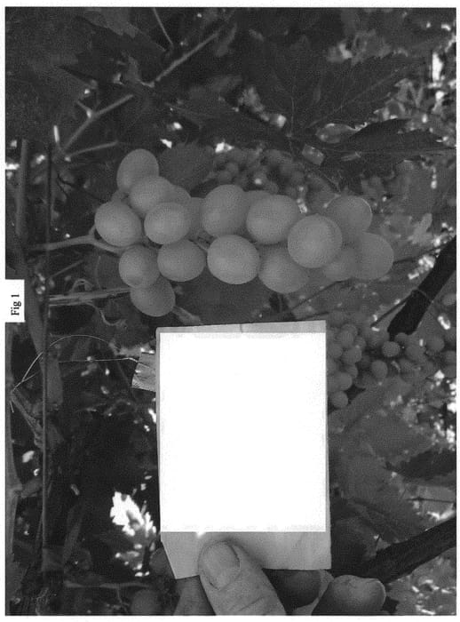 Figure 1 of US plant patent PP34882, the photograph of SV35-182-213 printed in the patent.